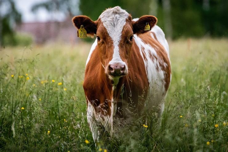 Enfermidade hemorrágica epizoótica. DEPUTACIÓN FORAL DE ÁRABA 