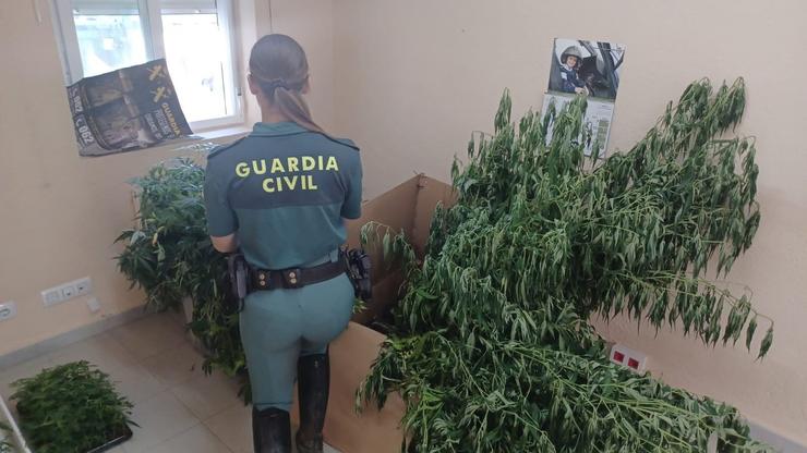 Plantación de marihuana nunha vivenda de Monterrei (Ourense).. GARDA CIVIL 