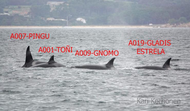 Avistamento de candorcas en augas de Galicia /  Kari Korhonen