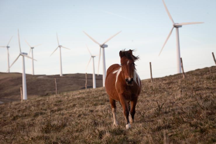 Un cabalo pasea no parque eólico de Vilachá, a 15 de marzo de 2024, en Lugo / Carlos Castro - Arquivo / Europa Press