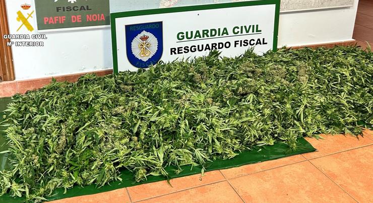 Plantas de cánnabis incautadas en Noia (A Coruña).. GARDA CIVIL 