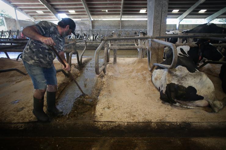 Un gandeiro xunto a vacas dunha gandaría de lácteo en Sabadelle, a 7 de agosto de 2023, en Chantada 