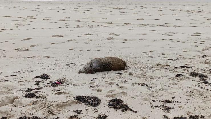 Xabarín morto nunha praia de Muros 