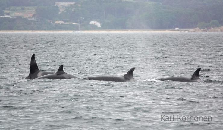 Avistan na ría de Arousa a catro orcas que pertencen á familia liderada pola 'avoa Toñi'. KARI KORHONEN 