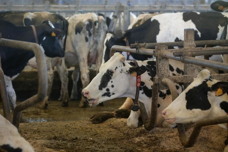 Vacas dunha gandaría de lácteo en Sabadelle, a 7 de agosto de 2023, en Chantada 