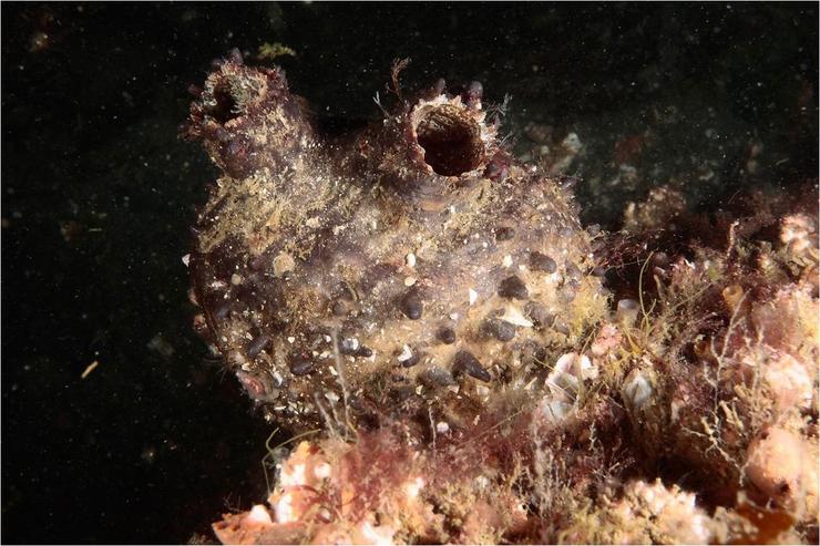 Exemplar de Pyura herdmani localizado no porto de Ribeira.. IEO 