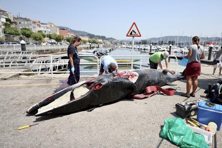 Técnicos da Coordinadora para o Estudo dos Mamíferos Mariños xunto ao cadáver dunha balea no porto de Combarro, a 12 de xullo de 2022 