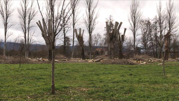 Poda masiva en zona protexida ZEPA de Xunqueira de Ambía. O MEL denuncia Arboricidio 