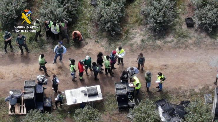 Inspección da Garda Civil e a ITSS de Lugo nunha leira agrícola da provincia, onde foron identificados 82 traballadores estranxeiros en situación irregular. Investígase a tres persoas por estes feitos.. GARDA CIVIL / Europa Press