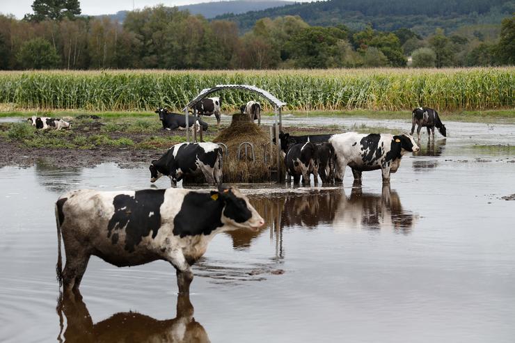 Vacas nun pasto alagado polo desbordamento do río Anllo, a 9 de outubro de 2024, en Goá, Vilalba 