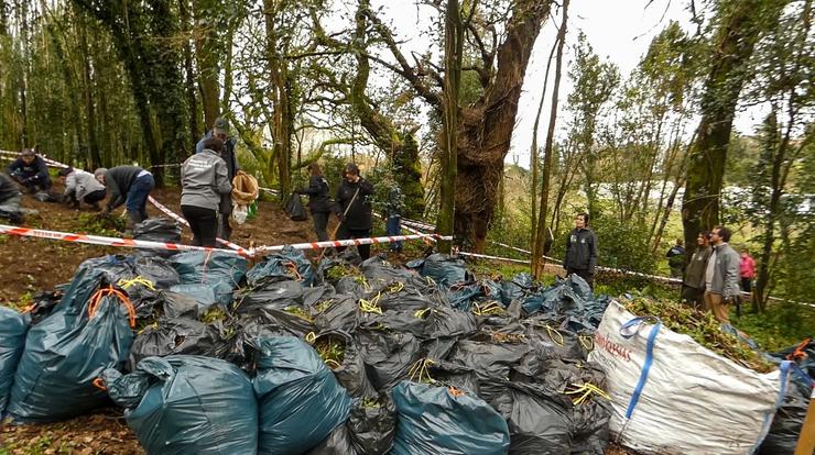 Campaña de retirada de 'Tradescantia'.. CONCELLO DE SANTIAGO 