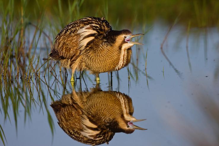 Arquivo - Humidais. SÉ/BIRDLIFE - Arquivo / Europa Press