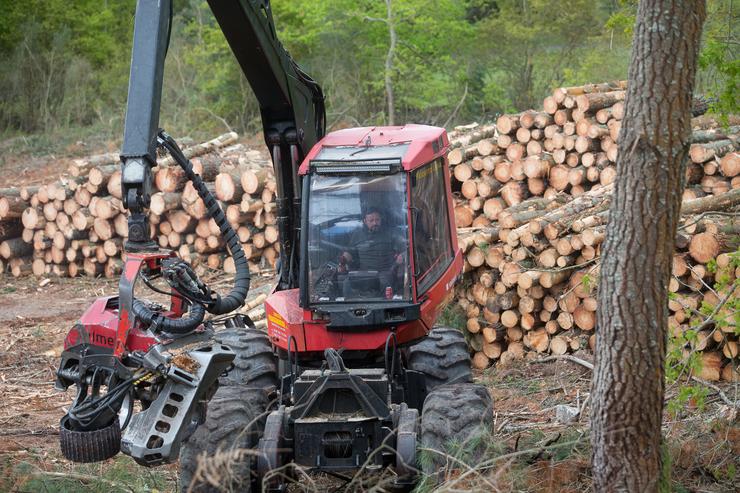 Un tractor dunha empresa de madeira curta os piñeiros tras a talla en Vilacampa, Ferreira do Valadouro, a 22 de abril de 2021, en Lugo 