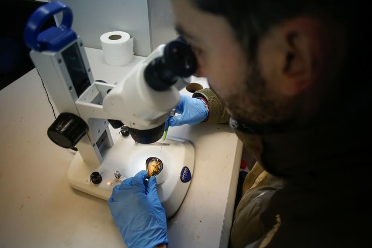 Ribadeo, Lugo. Daniel Prieto, biólogo da confraría de pescadores de Ribadeo, Lugo, atopou o mes pasado o primeiro exemplar de planaria 'Postenterogonia orbicularis' no interior dun mexillón asentado no pantalán do porto ribadense.. CARLOS CASTRO/EUROPA PRESS / Europa Press